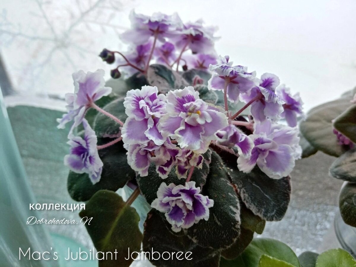 фиалка в моей коллекции в цветении снова.. фото автора