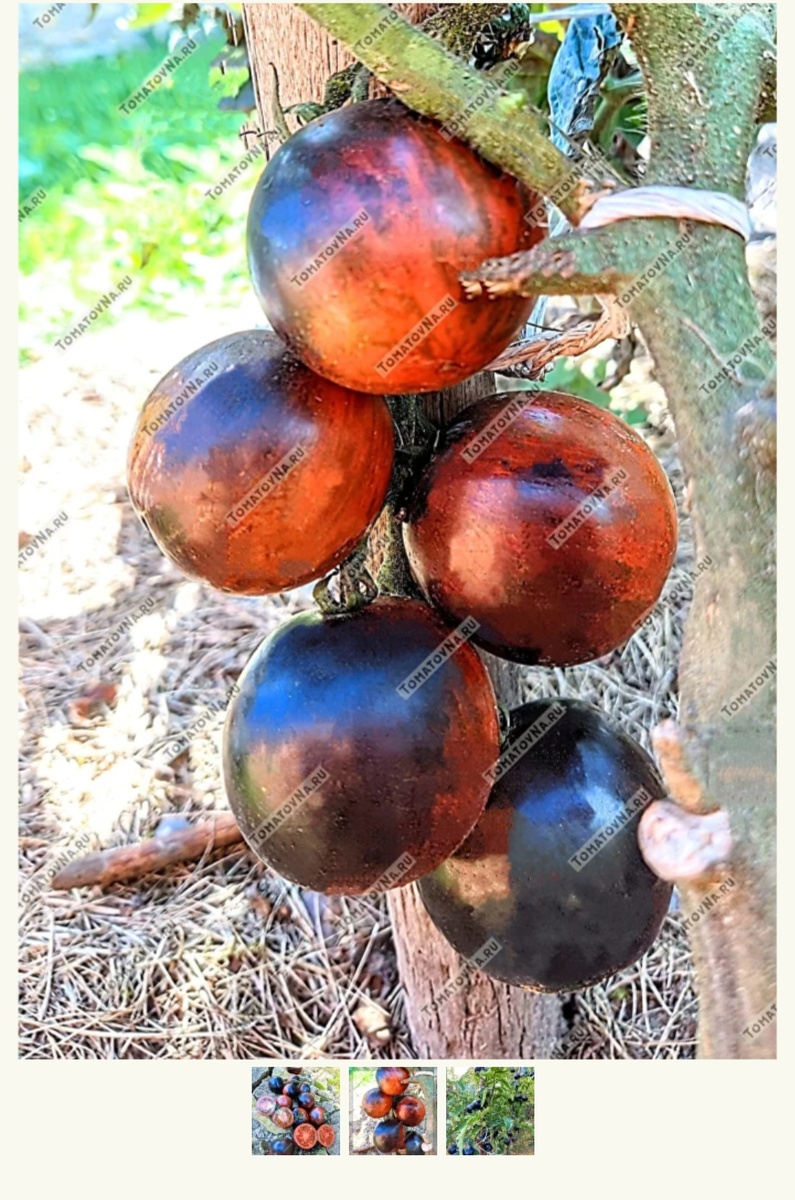 Гондвана Лава. Фото с сайта tomatovna.ru здесь и далее