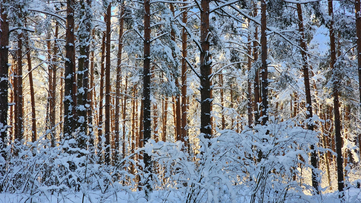 Красота русской зимы. 