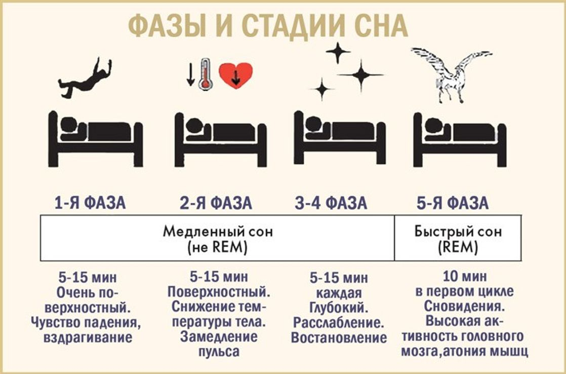 фазы и стадии сна
