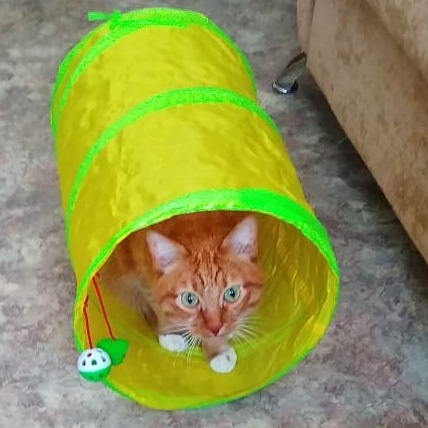 Пушистый будильник. 