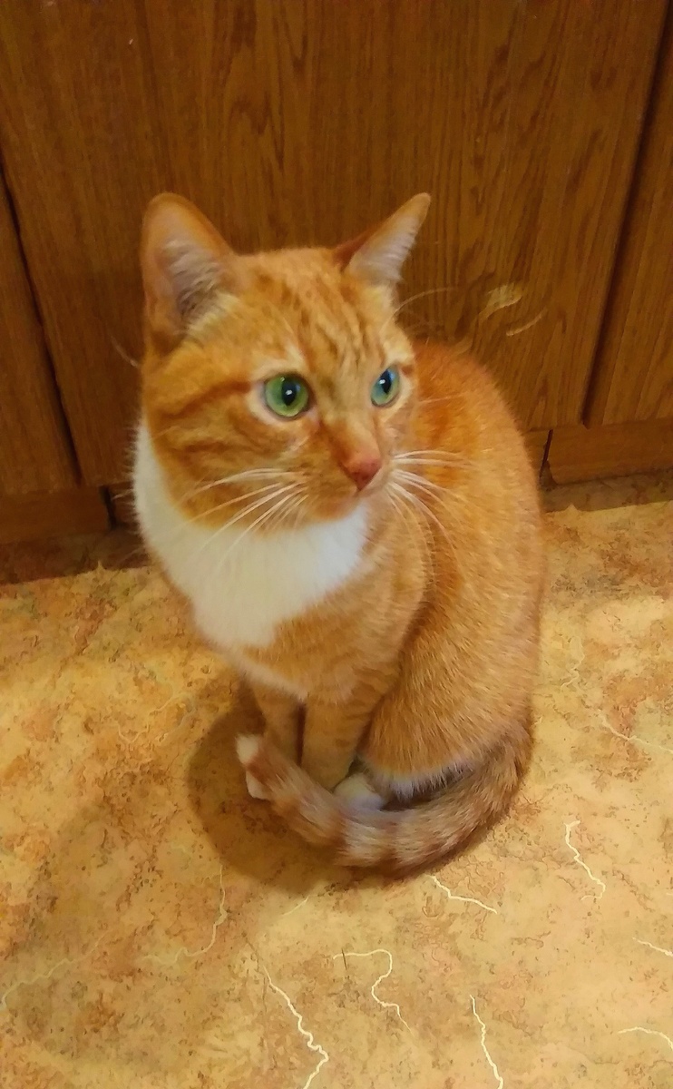 Ждёт продолжения банкета. 