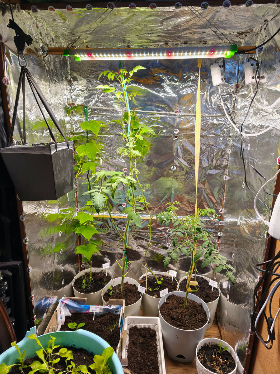 большой самодельный "гроу-шкаф". Здесь растут огурцы и высокие томаты.