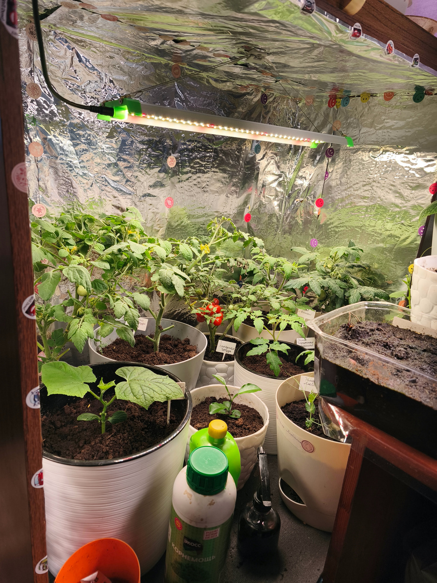 Малый самодельный гроу-бокс, растут на начальном этапе огурцы + низкорослые томаты