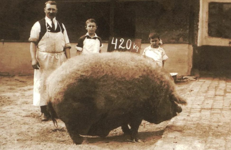 Фото из интернета 