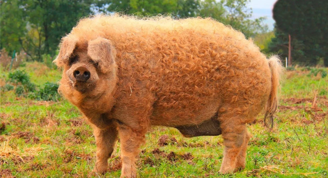 Фото из интернета.