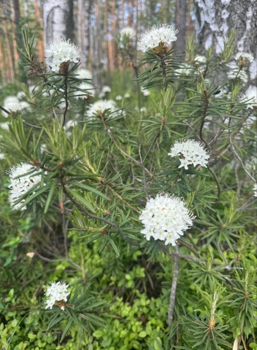 Цветы багульника, словно искры волшебства, притягивают внимание и вызывают трепет. Считается, что они обладают способностью очищать душу и наполнять сердце гармонией, способствуя внутреннему преображению.