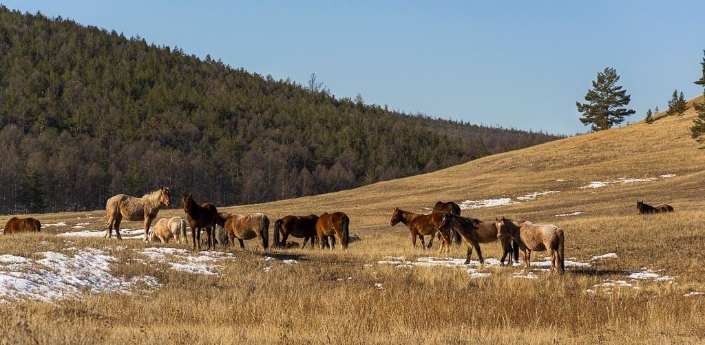 Ольхонские"мустанги"