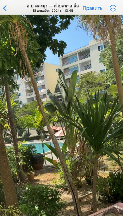 Вау, пальмочки!!