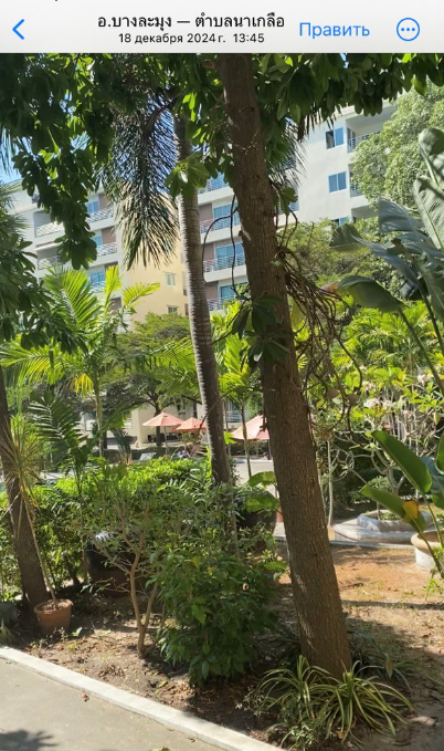 Прямо тропический лес!!