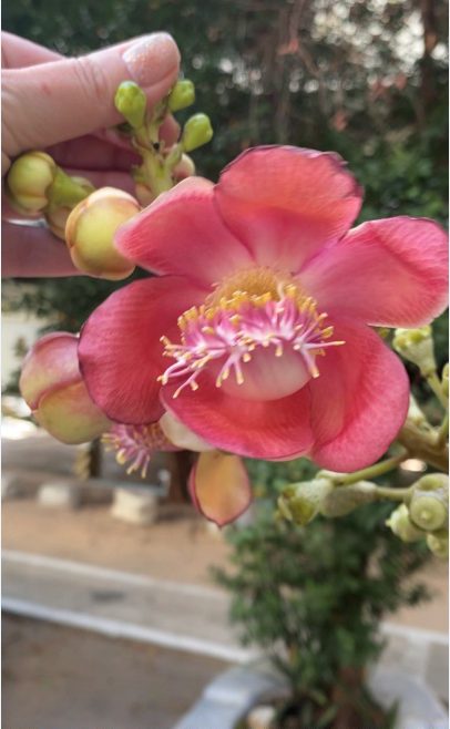 Заморский аленький цветочек!!