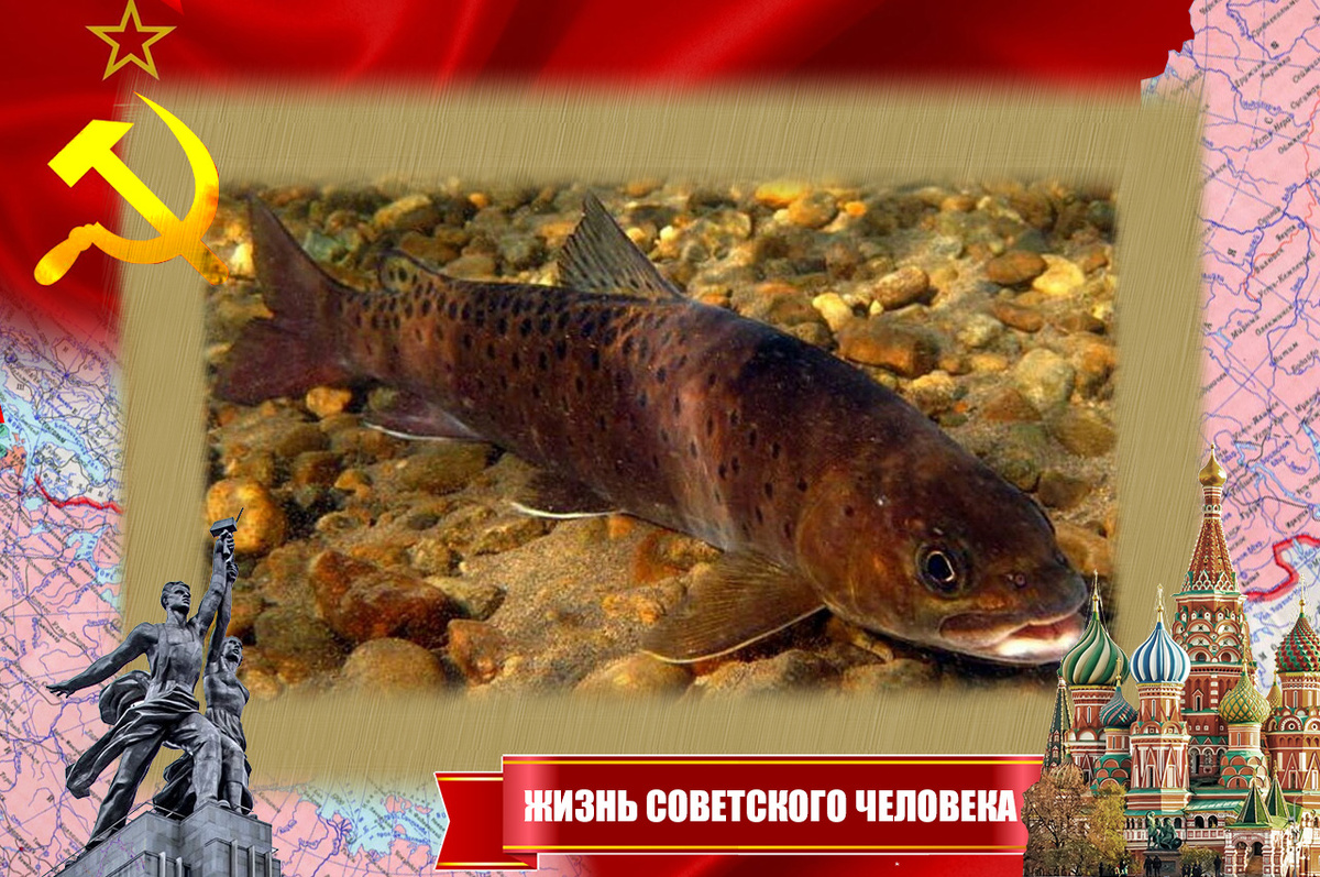 Рыба ленок ("мойгу")