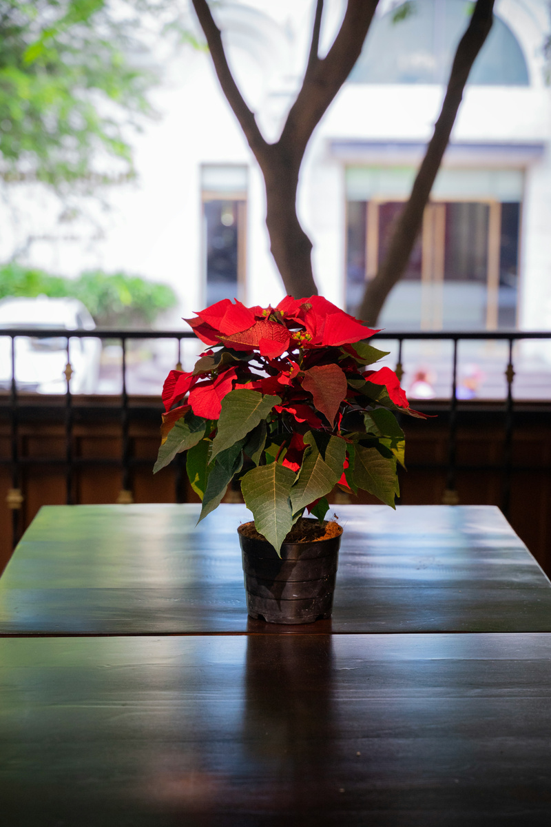 красная пуансеттия