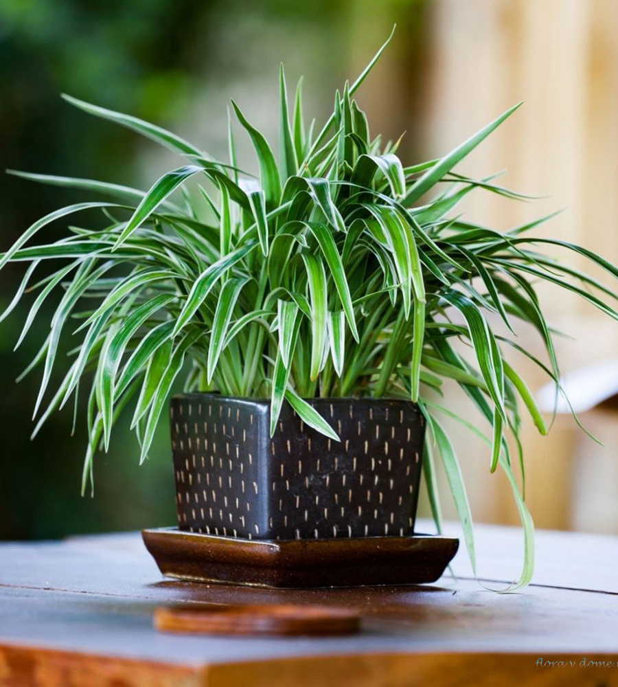 Родовое название Chlorophytum происходит от греческих слов chloros — «желто-зелёный» (или «зелёный») и phyton — «растение», относящихся к листьям растений