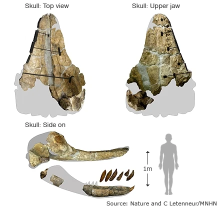 Оригинальные останки Livyatan Melvillei