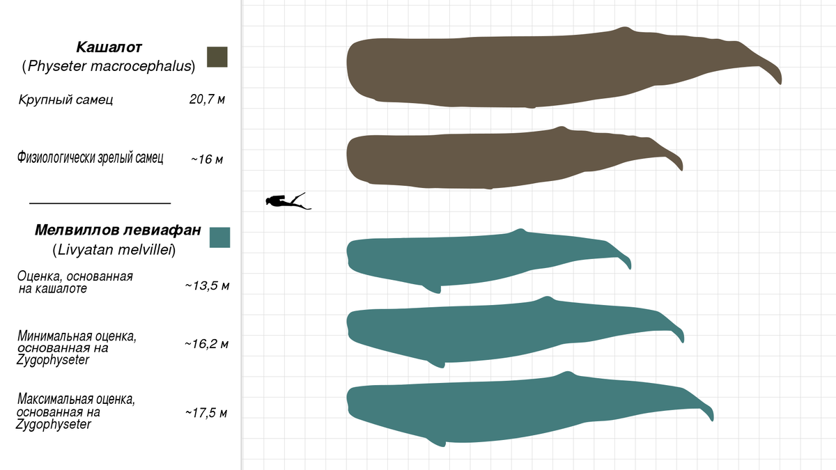 Оценки размеров Livyatan Melvillei при прапорциях Кашалота и Zygophyseter varolai
