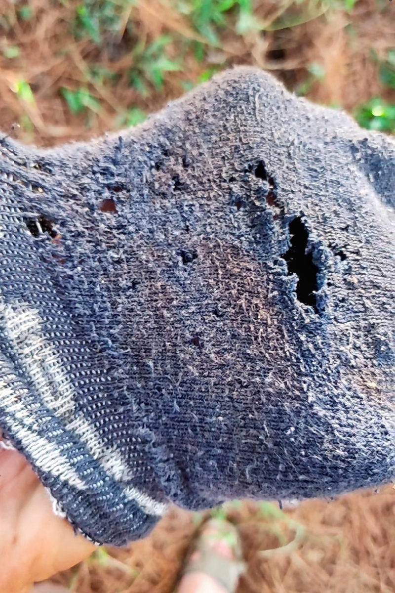 Продырявленный листорезами носок