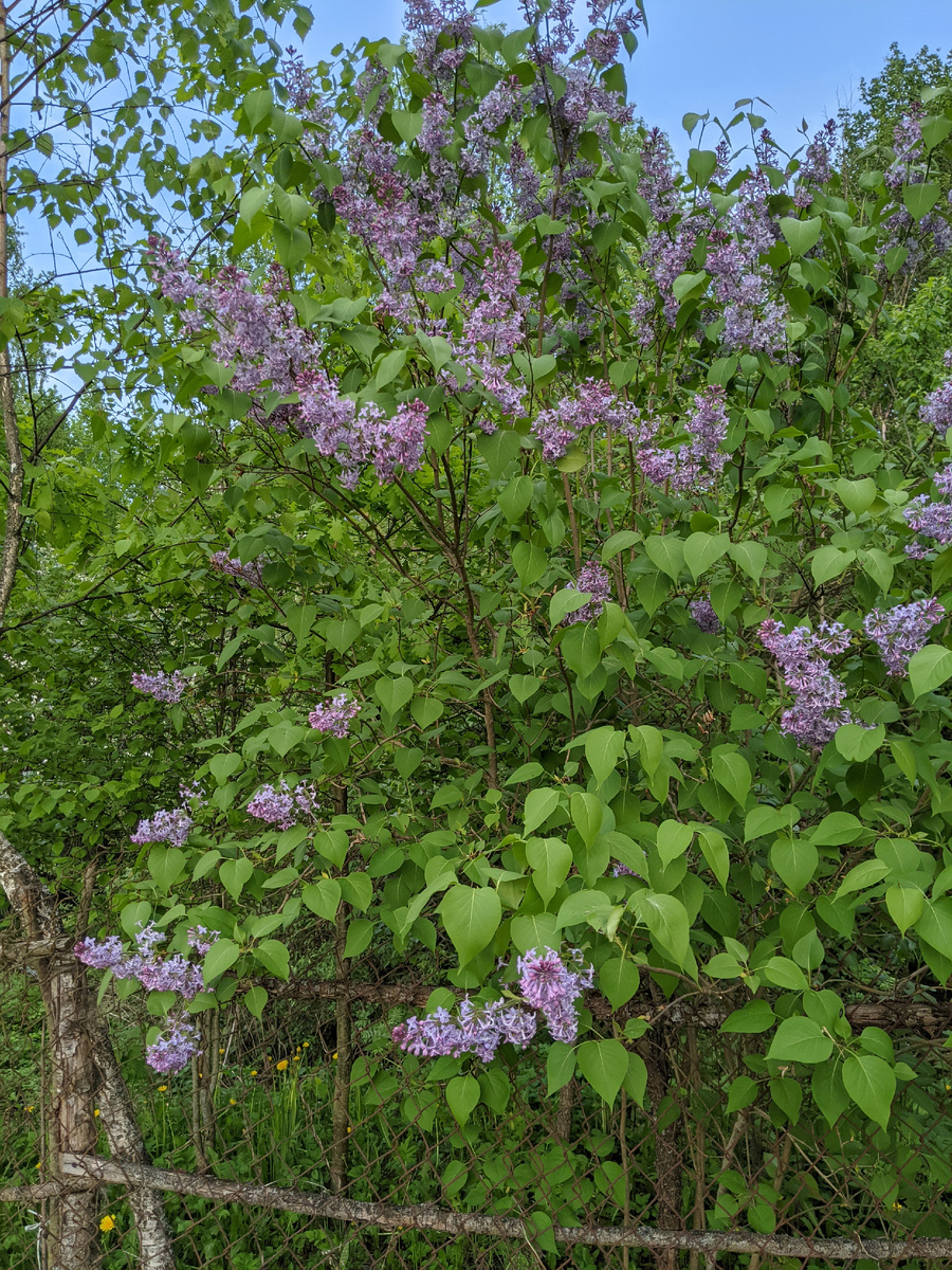 Куст сирени по соседству с нашим участком
