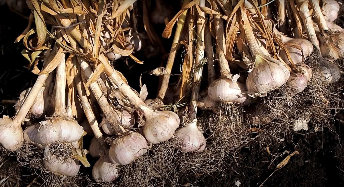 Сразу после уборки я не обрезаю стебли — просто отряхиваю чеснок от земли и связываю в пучки