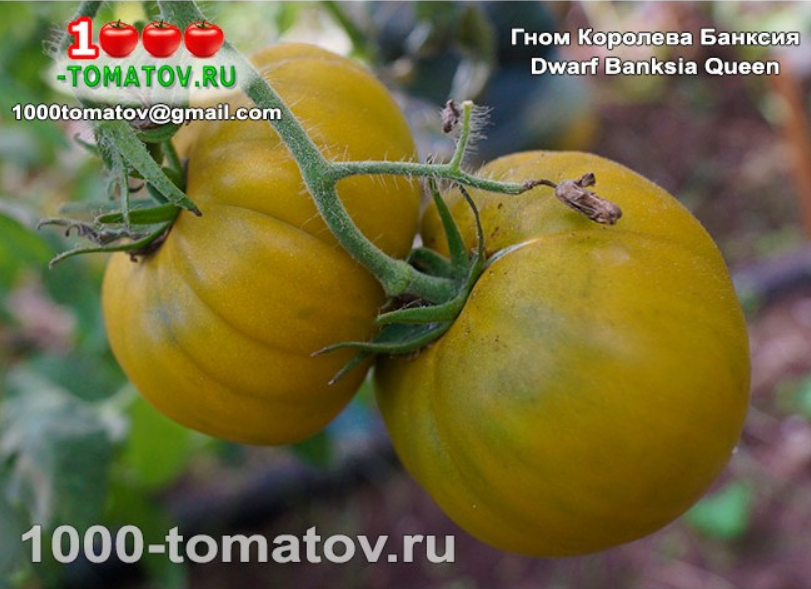Томат Гном Королева Банксия 1