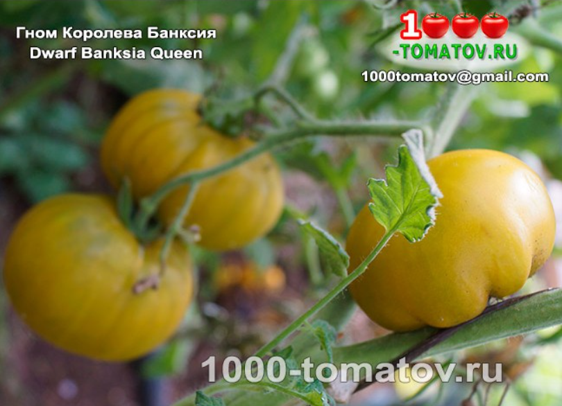 Томат Гном Королева Банксия 2