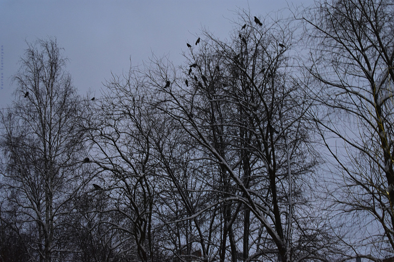    Худая лиса с облезлым хвостом распугала ворон в ПетрозаводскеВартан Цатурян