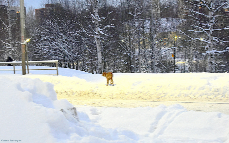    Худая лиса с облезлым хвостом распугала ворон в ПетрозаводскеВартан Цатурян