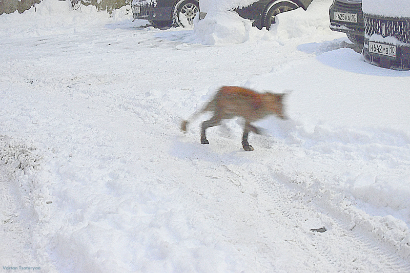    Худая лиса с облезлым хвостом распугала ворон в ПетрозаводскеВартан Цатурян