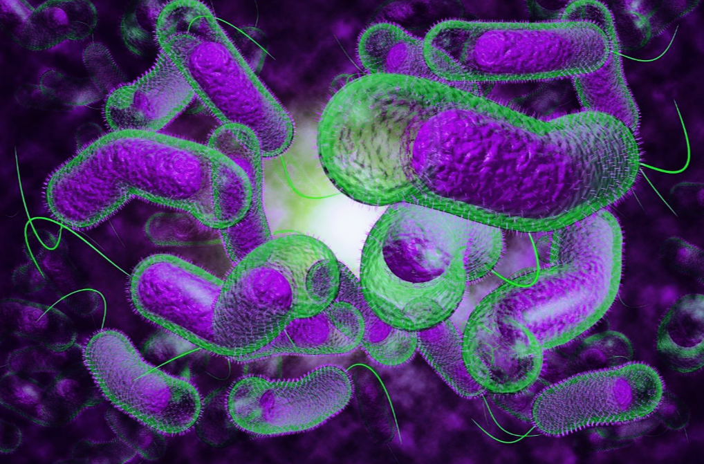 Трехмерная фотография холерного вибриона: выделяют несколько основных видов, опасных для человека, каждый из которых подразделяется на серотипы по О-антигену