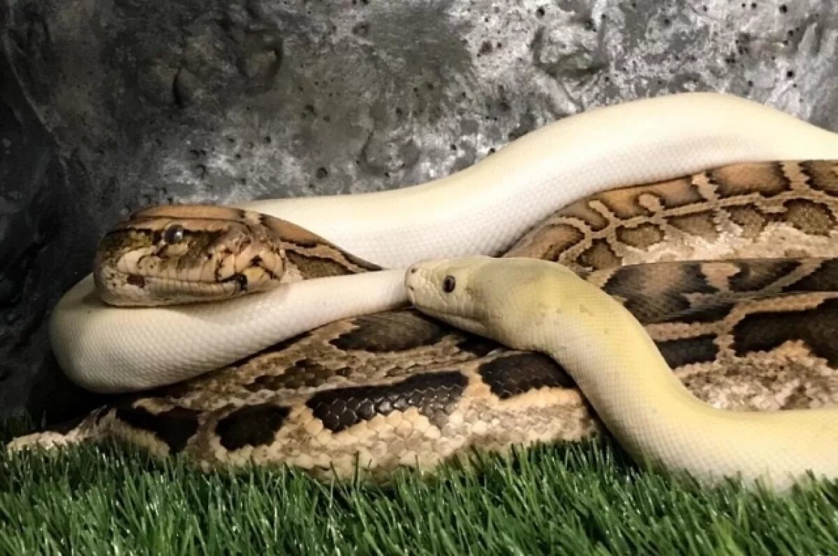    Жительница Новосибирска рассказала, как держит змей в квартире