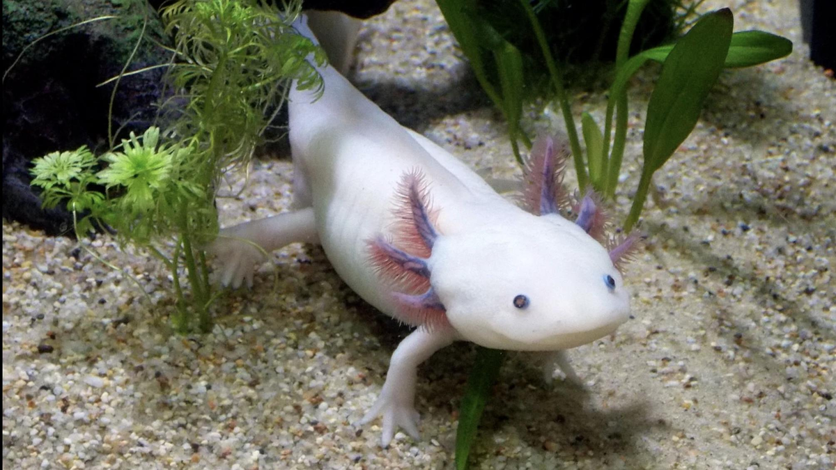 Аксолотль 