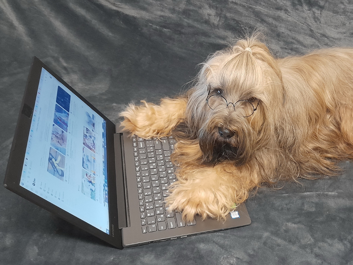 Тибетский терьер Меларен позирует за кусочек сыра. Фото из личного архива