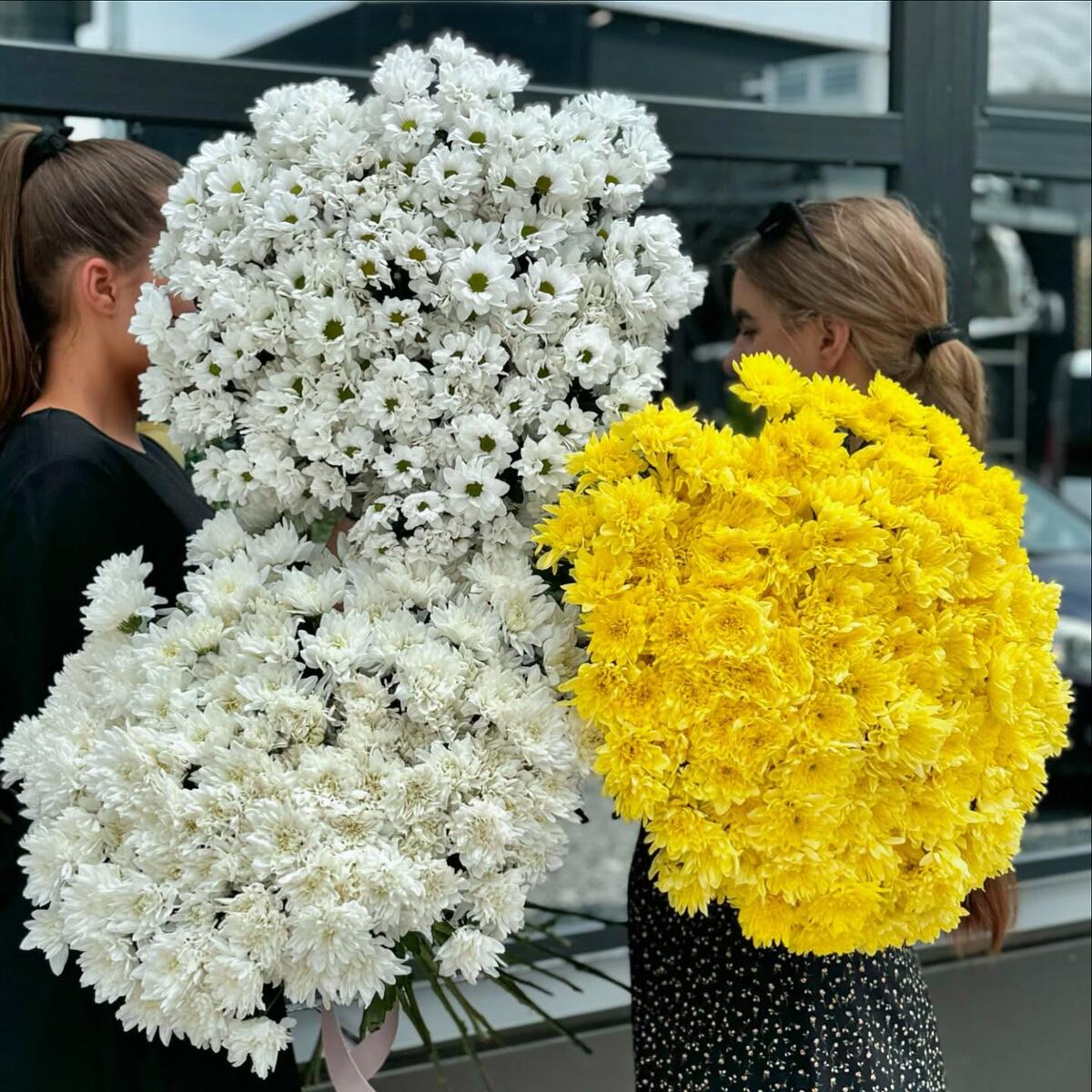 Какого цвета цветы хризантемы: Бакарди белая и желтая, хризантема ромашковая белая