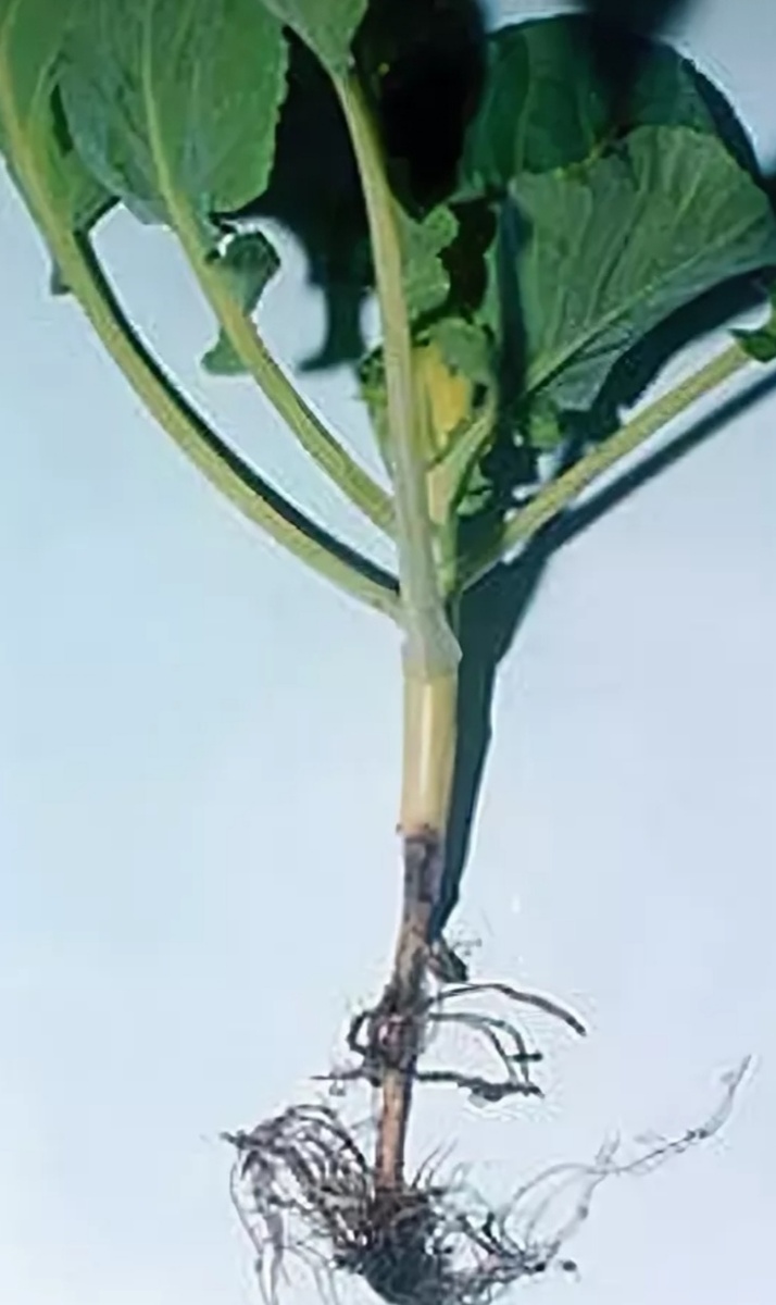 Черная ножка рассады капусты 