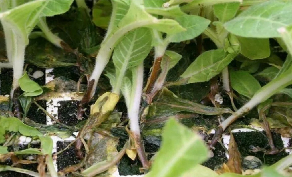 Черная ножка рассады капусты 