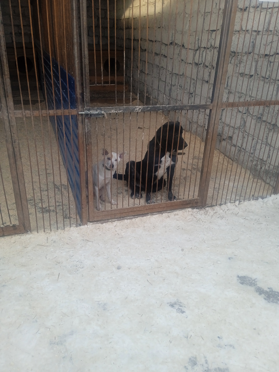 Вот такая пара, мальчик белый, тёмная девочка, подростки