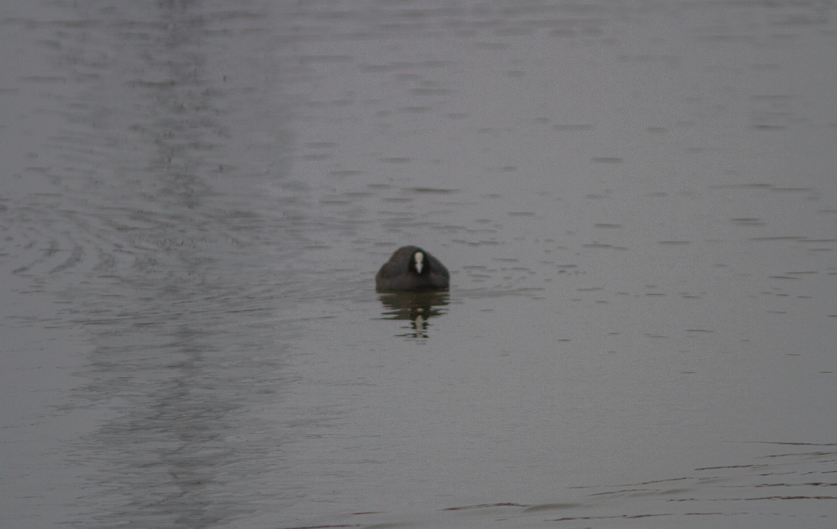 Зимующая на незамерзающем участке лысуха.