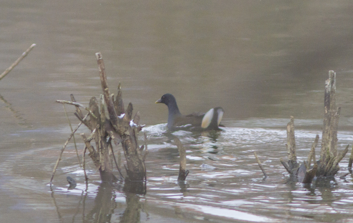 Оставшаяся зимовать камышница.