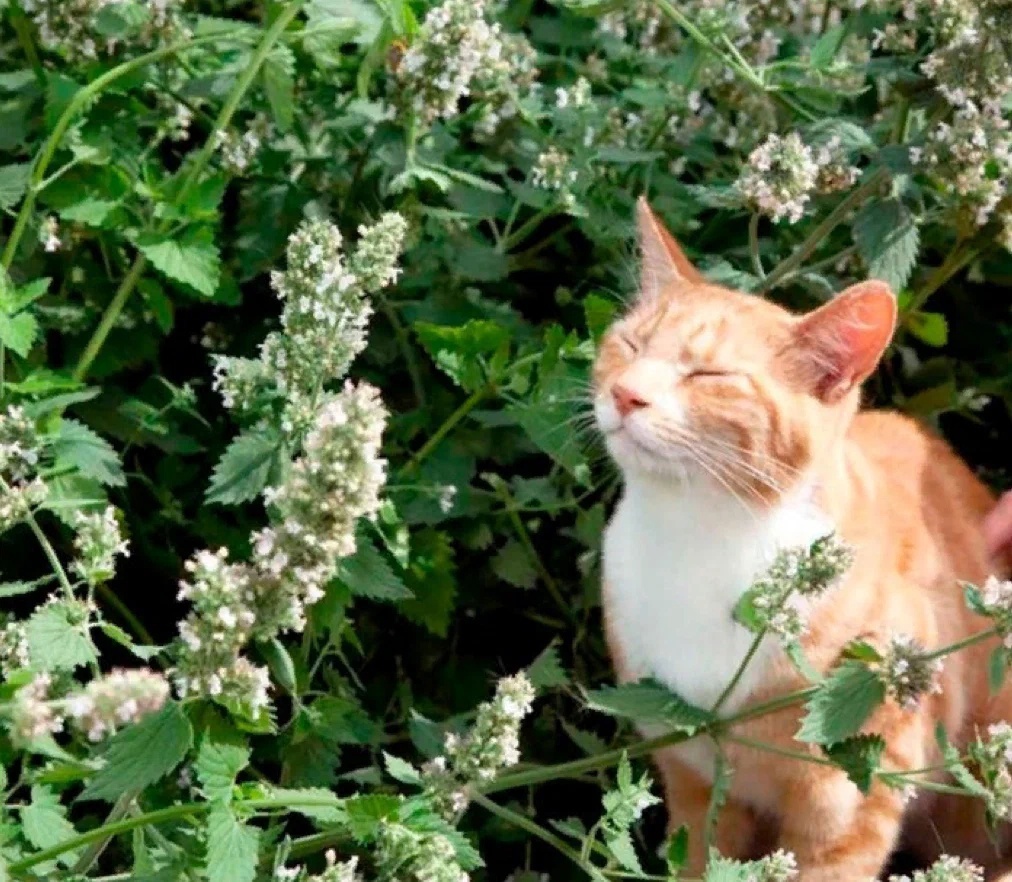 Чухает, довольный какой)