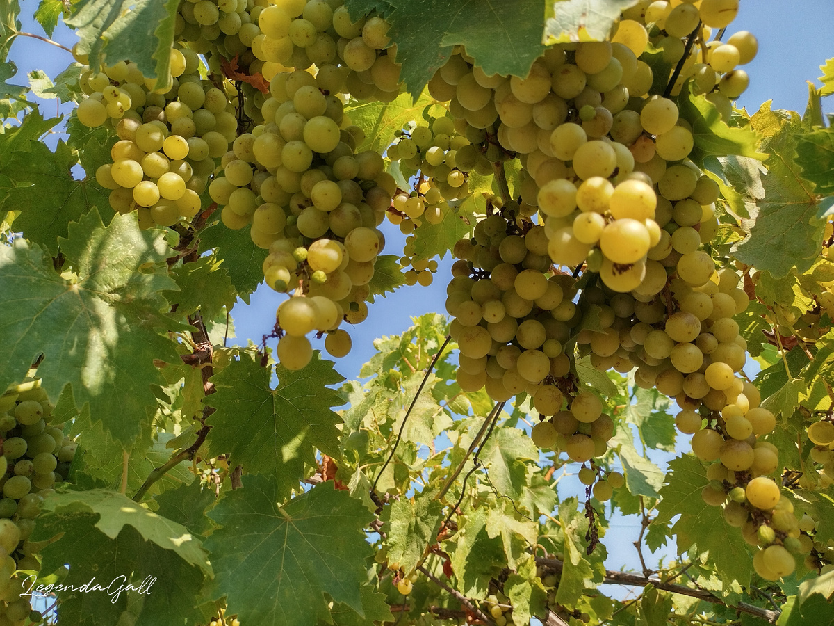 Вот этот виноград