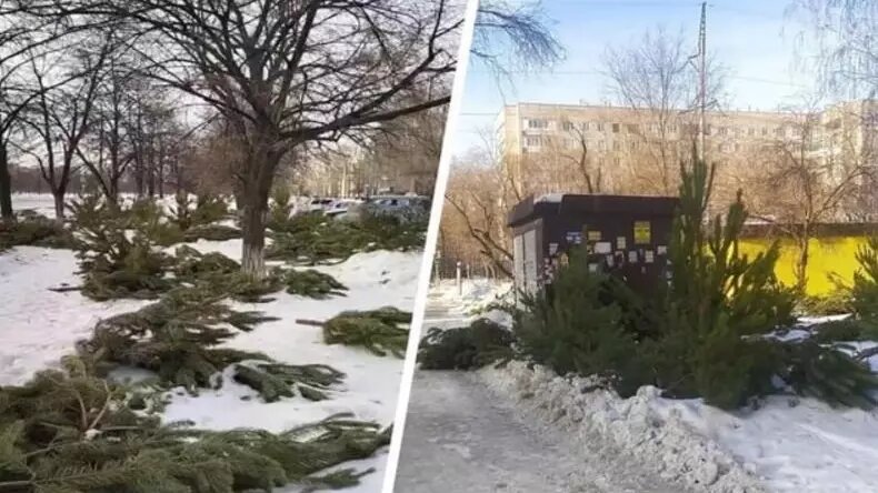Брошенные новогодние елочки. Фото: соцсети