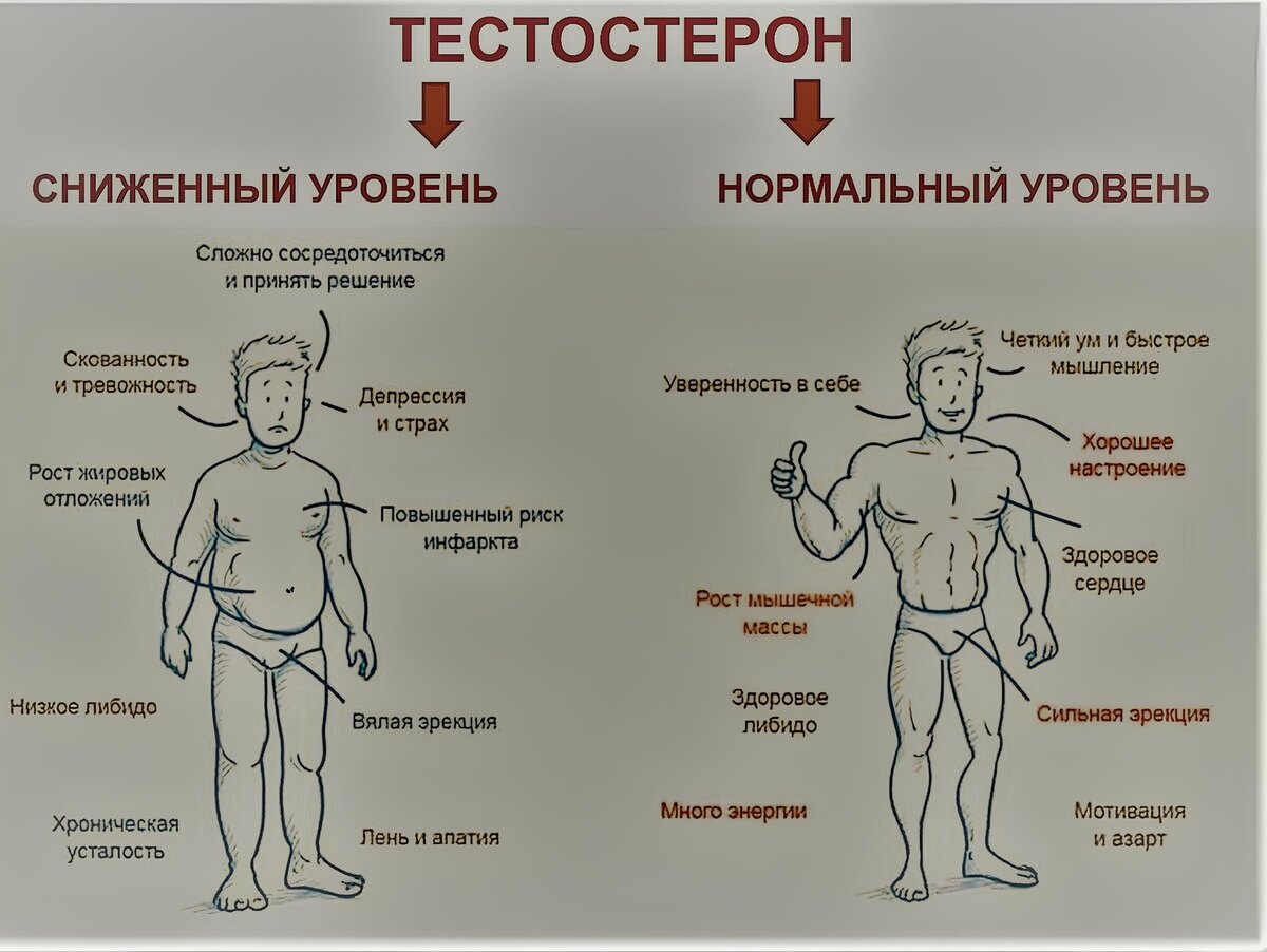 Сниженный уровень тестостерона и его норма