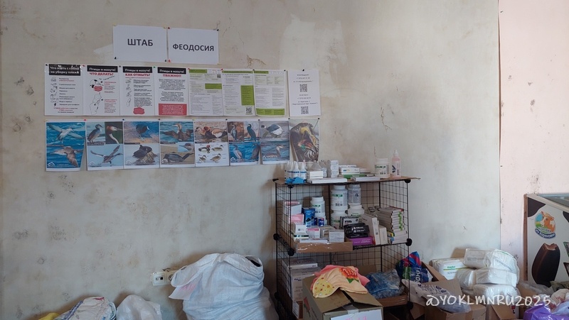 Штаб помощи птицам в Феодосии |©yoklmnru