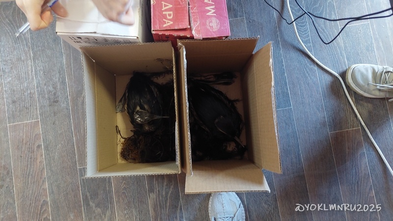 новых птиц приносят в картонных коробках и регистрируют в базе |©yoklmnru