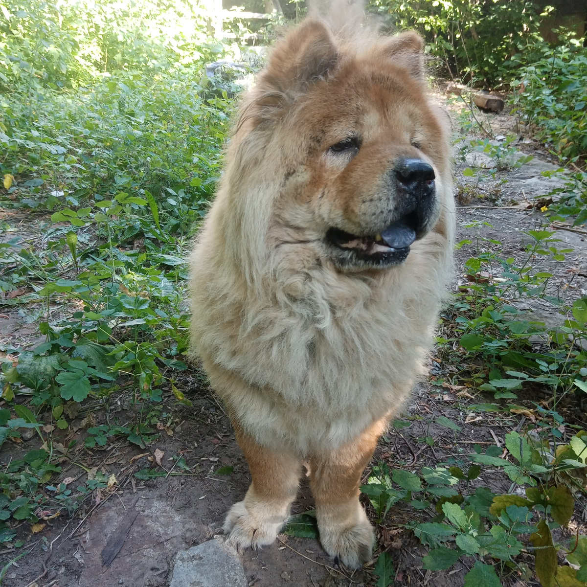 Саманта в своем дворе