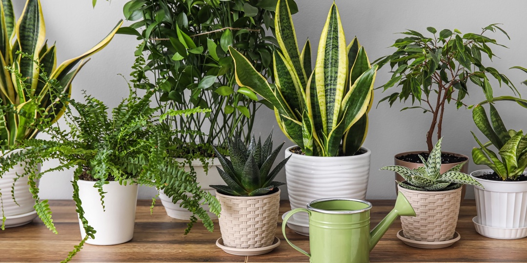 Зелёный оазис без забот: неприхотливые комнатные растения для вашего дома