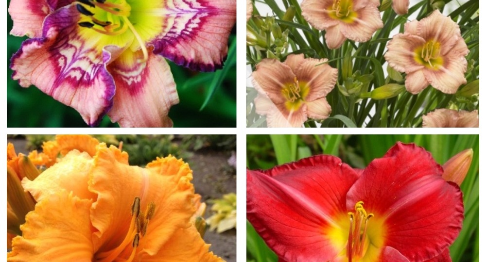 Лилейник - цветок ленивого интеллигента