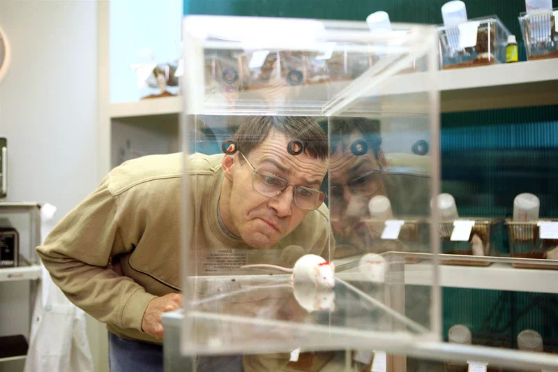 Des fleurs pour Algernon, 2006