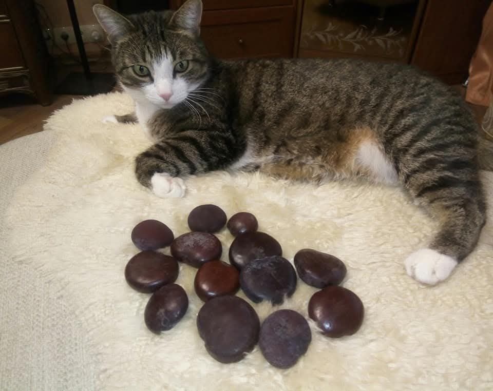 Загадочные дрейфующие бобы из Атлантики (мой кот Макс - он очень большой! - для соразмерности), похожие по цвету и фактуре на гигантские уплощенные каштаны. Фото автора