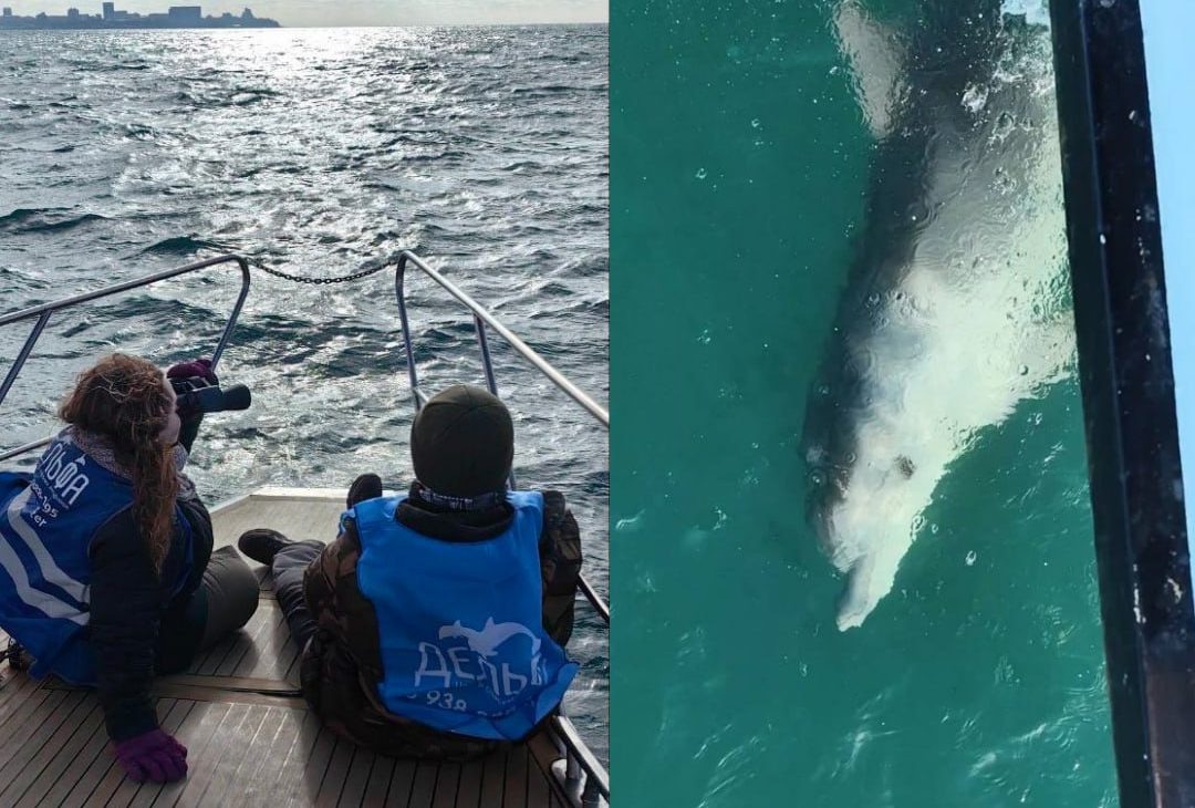    Фото: Telegram/Delfacenter